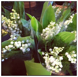 muguet