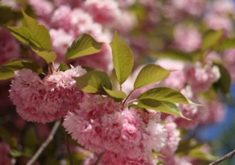 fleurs de cerisier