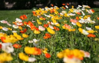 jardin des plantes